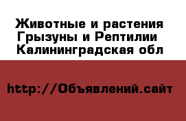 Животные и растения Грызуны и Рептилии. Калининградская обл.